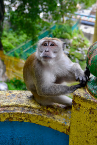 Long-Tailed Macaque